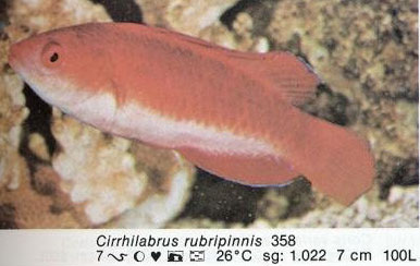 Cirrhilabrus rubripinnis